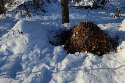 How to Maximize Your Garden's Potential with Winter Composting