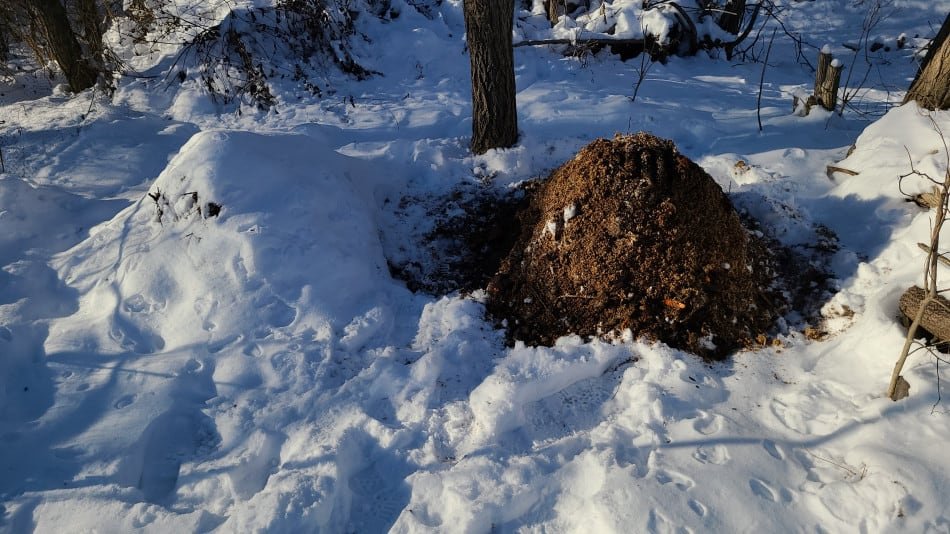 How to Maximize Your Garden's Potential with Winter Composting