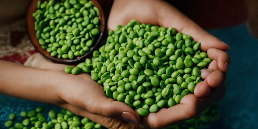 Learning Concepts Through Pea-Themed Activities