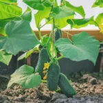 My Journey to Find the Best Cucumbers Companion Plants