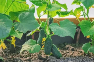 My Journey to Find the Best Cucumbers Companion Plants