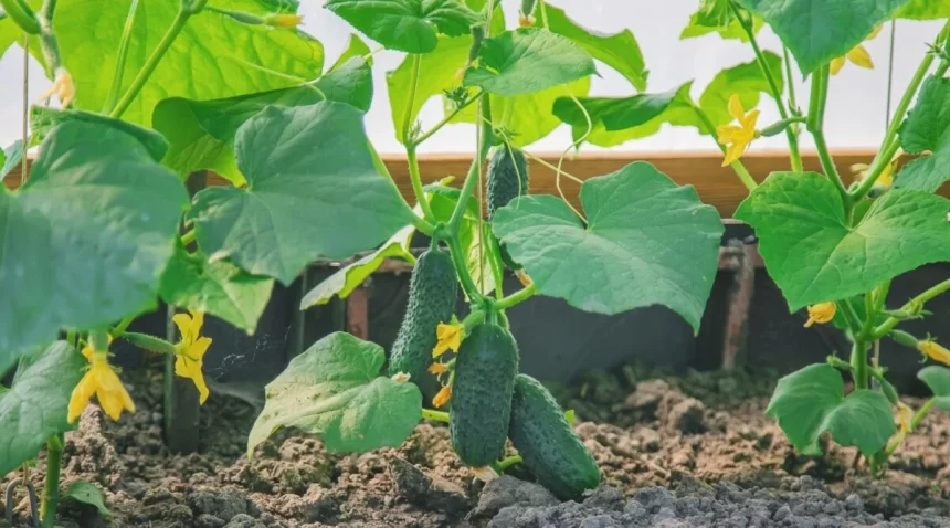 My Journey to Find the Best Cucumbers Companion Plants