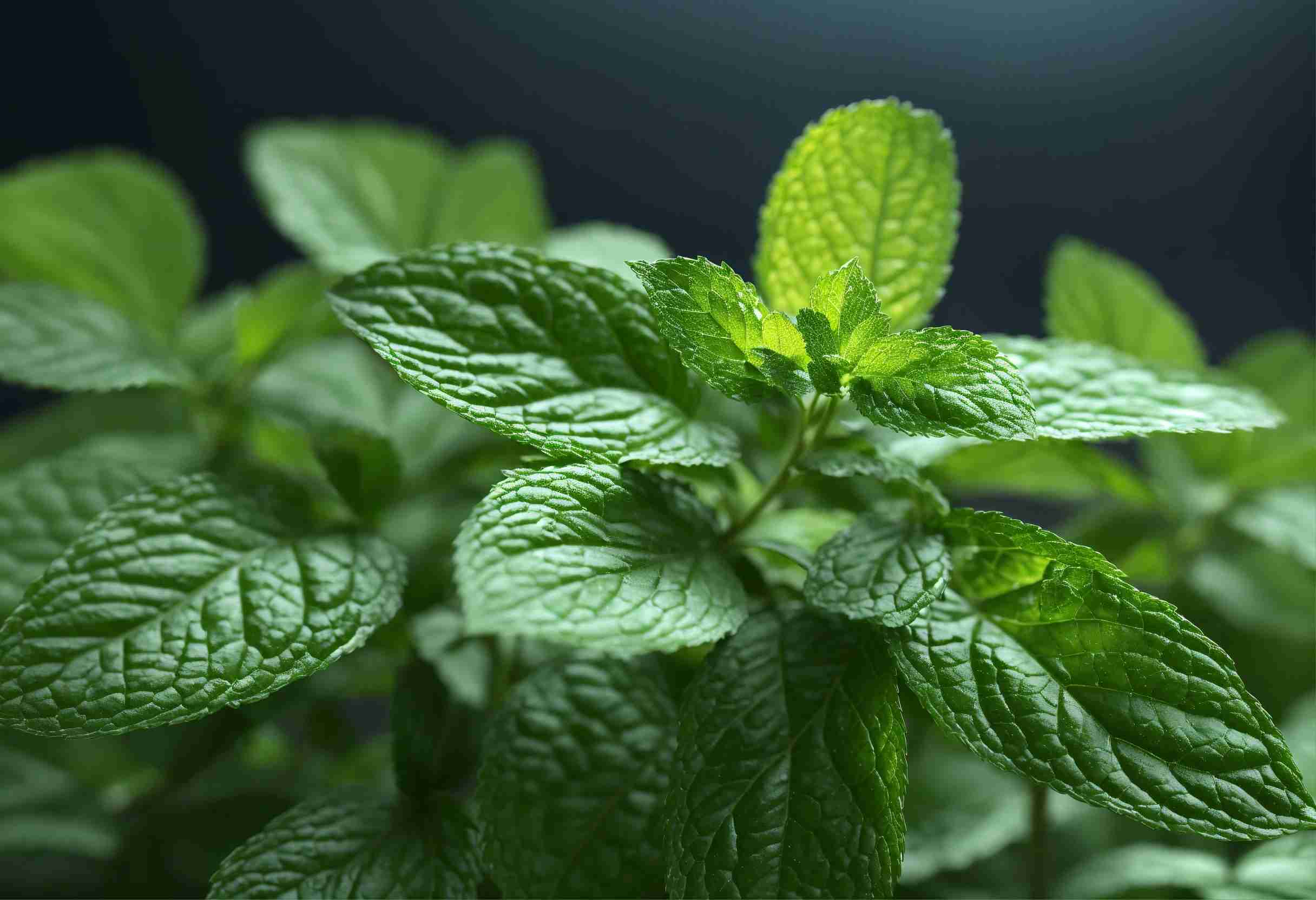 Grow a Thriving Mint Garden with the Right Companion Plants