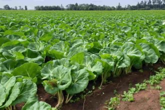 Grow bigger, healthier watermelons with the right companion plants