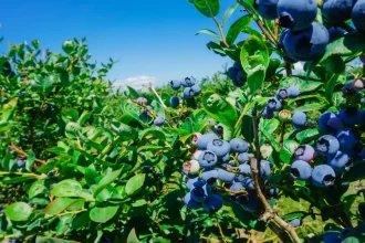 How To Grow Blueberries and Companion Plants