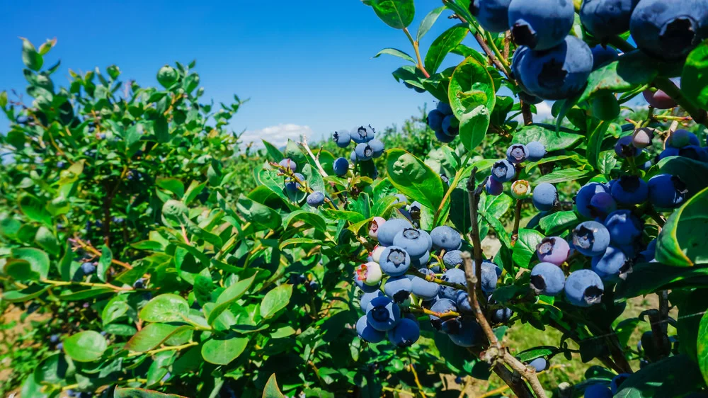 How To Grow Blueberries and Companion Plants