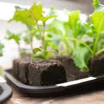 Soil Blocking: An Easier Way to Start Your Seeds