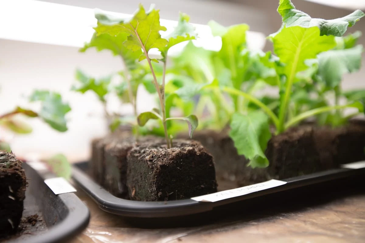 Soil Blocking: An Easier Way to Start Your Seeds