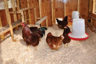 Sustainable Coop Management: Deep Litter Bedding for Chickens