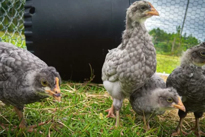 The Unique and Colorful Olive Egger Chicken Breed