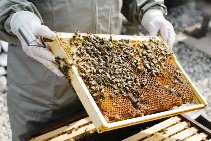 Turn Your Garden into a Honey Haven: Farming Clover Honey