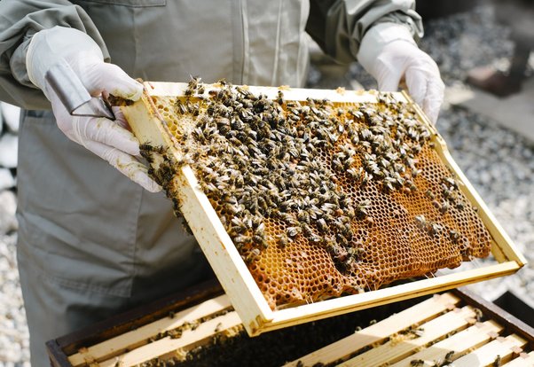 Turn Your Garden into a Honey Haven: Farming Clover Honey