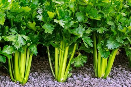 Celery Best Companion Plants: Start Your Garden Success Story