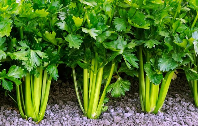 Celery Best Companion Plants: Start Your Garden Success Story