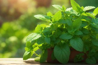 Grow a Thriving Basil Garden with the Best Companion Plants