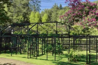 How to Choose the Right Plant Supports for Your Garden