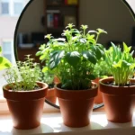 Herb Lineup on a Windowsill