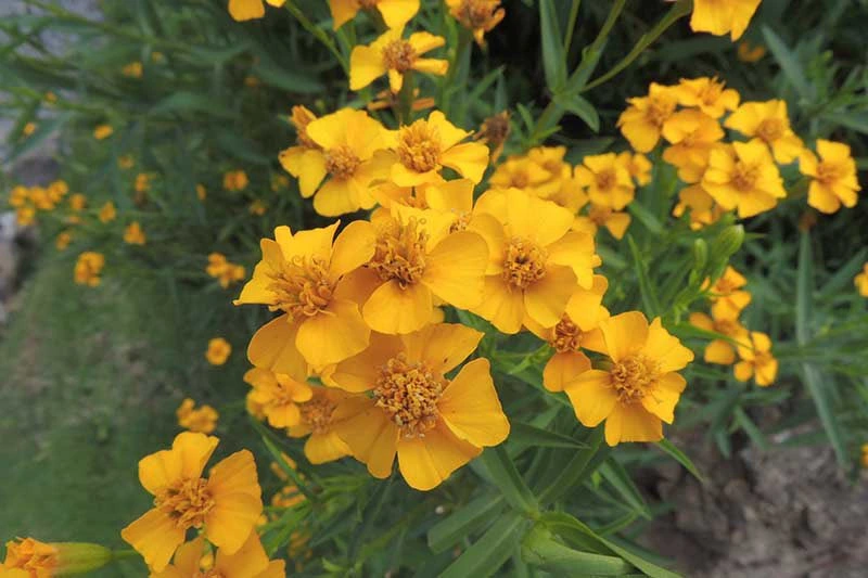 Mexican tarragon