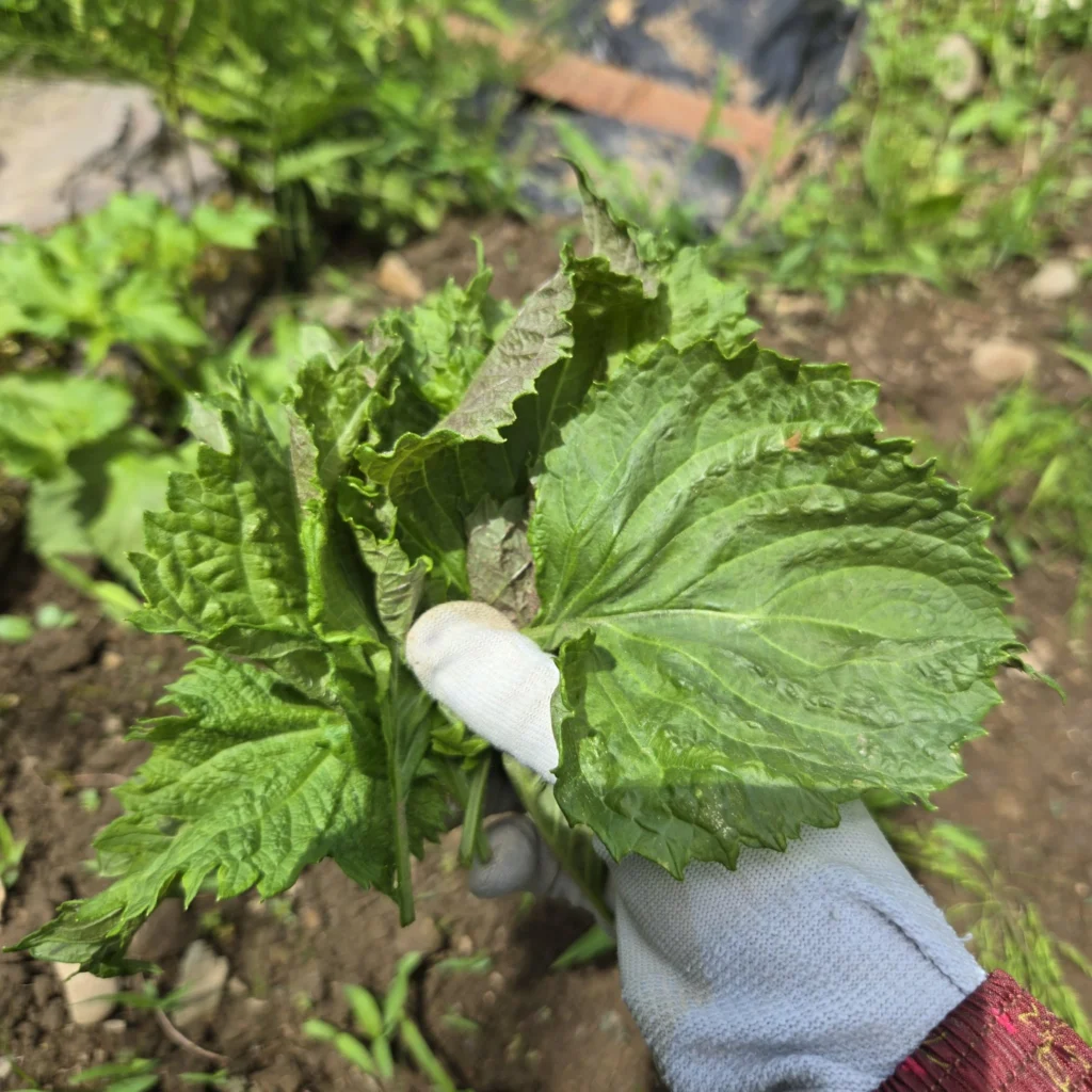 shiso
